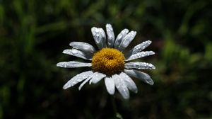 Preview wallpaper chamomile, flower, petals, drops, dew, macro