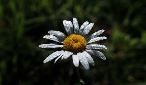 Preview wallpaper chamomile, flower, petals, drops, dew, macro