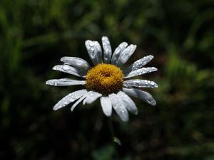 Preview wallpaper chamomile, flower, petals, drops, dew, macro