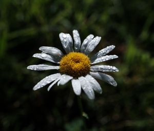 Preview wallpaper chamomile, flower, petals, drops, dew, macro