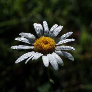 Preview wallpaper chamomile, flower, petals, drops, dew, macro