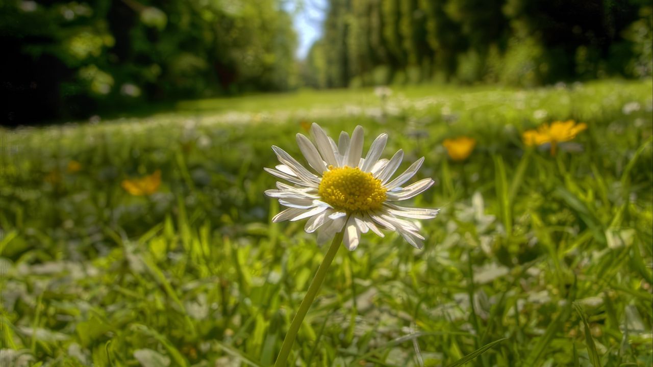 Wallpaper chamomile, flower, petals, grass, summer