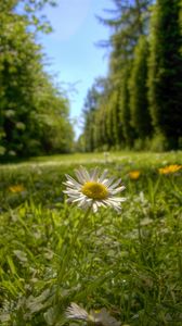 Preview wallpaper chamomile, flower, petals, grass, summer