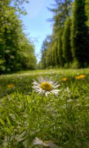 Preview wallpaper chamomile, flower, petals, grass, summer