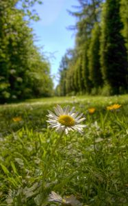 Preview wallpaper chamomile, flower, petals, grass, summer