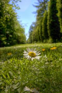 Preview wallpaper chamomile, flower, petals, grass, summer