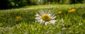 Preview wallpaper chamomile, flower, petals, grass, summer