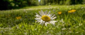 Preview wallpaper chamomile, flower, petals, grass, summer