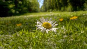 Preview wallpaper chamomile, flower, petals, grass, summer