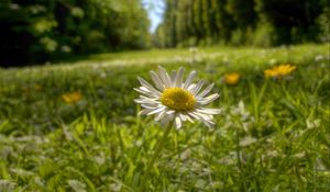 Preview wallpaper chamomile, flower, petals, grass, summer