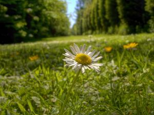 Preview wallpaper chamomile, flower, petals, grass, summer