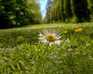 Preview wallpaper chamomile, flower, petals, grass, summer