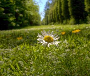 Preview wallpaper chamomile, flower, petals, grass, summer