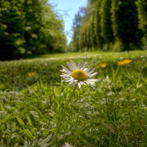 Preview wallpaper chamomile, flower, petals, grass, summer