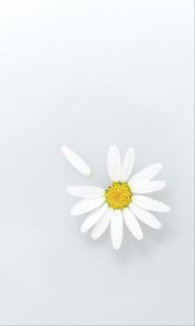 Preview wallpaper chamomile, flower, petals, wildflowers