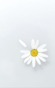 Preview wallpaper chamomile, flower, petals, wildflowers