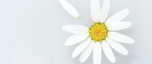 Preview wallpaper chamomile, flower, petals, wildflowers