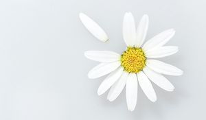 Preview wallpaper chamomile, flower, petals, wildflowers