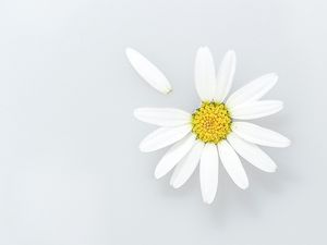 Preview wallpaper chamomile, flower, petals, wildflowers