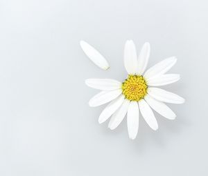 Preview wallpaper chamomile, flower, petals, wildflowers