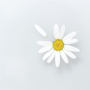 Preview wallpaper chamomile, flower, petals, wildflowers