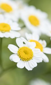 Preview wallpaper chamomile, flower, petals, macro, wildflowers