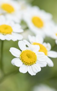 Preview wallpaper chamomile, flower, petals, macro, wildflowers