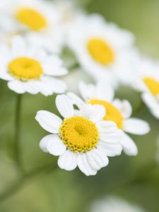 Preview wallpaper chamomile, flower, petals, macro, wildflowers