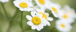 Preview wallpaper chamomile, flower, petals, macro, wildflowers