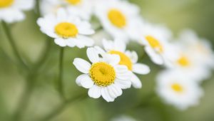 Preview wallpaper chamomile, flower, petals, macro, wildflowers