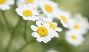 Preview wallpaper chamomile, flower, petals, macro, wildflowers