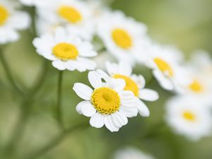 Preview wallpaper chamomile, flower, petals, macro, wildflowers