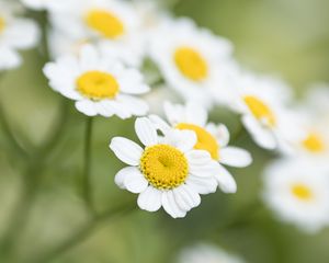 Preview wallpaper chamomile, flower, petals, macro, wildflowers