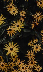 Preview wallpaper chamomile, flower, petals, yellow
