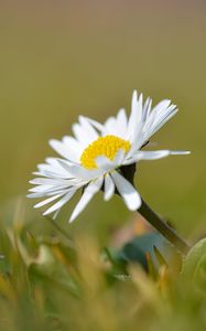 Preview wallpaper chamomile, flower, petals, white, macro