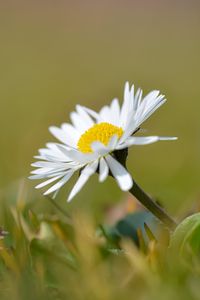 Preview wallpaper chamomile, flower, petals, white, macro