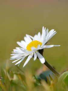 Preview wallpaper chamomile, flower, petals, white, macro