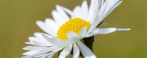 Preview wallpaper chamomile, flower, petals, white, macro