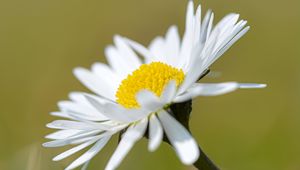 Preview wallpaper chamomile, flower, petals, white, macro