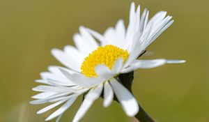 Preview wallpaper chamomile, flower, petals, white, macro