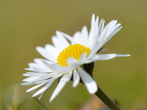 Preview wallpaper chamomile, flower, petals, white, macro