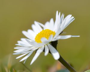 Preview wallpaper chamomile, flower, petals, white, macro