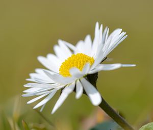 Preview wallpaper chamomile, flower, petals, white, macro