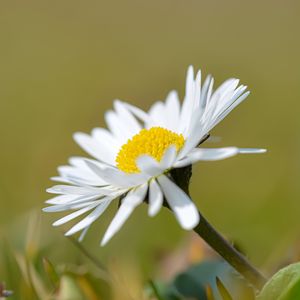 Preview wallpaper chamomile, flower, petals, white, macro