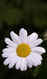 Preview wallpaper chamomile, flower, petals, plant, macro