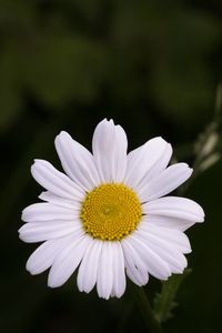 Preview wallpaper chamomile, flower, petals, plant, macro