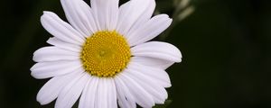 Preview wallpaper chamomile, flower, petals, plant, macro