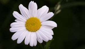 Preview wallpaper chamomile, flower, petals, plant, macro