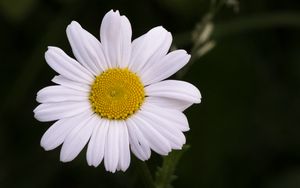 Preview wallpaper chamomile, flower, petals, plant, macro