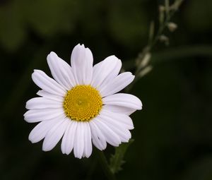 Preview wallpaper chamomile, flower, petals, plant, macro